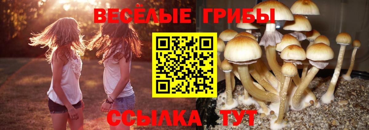 Галлюциногенные грибы Psilocybine cubensis  Тосно 